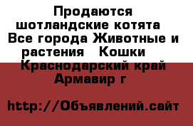 Продаются шотландские котята - Все города Животные и растения » Кошки   . Краснодарский край,Армавир г.